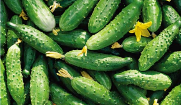 В Москве не ожидается дефицита овощей из-за проблем в Евросоюзе