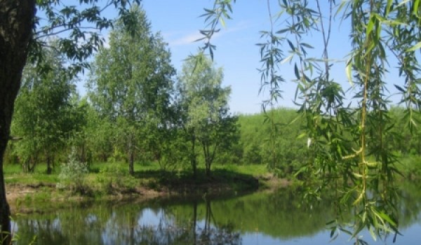 На северо-западе Москвы планируется создать уникальный дендропарк