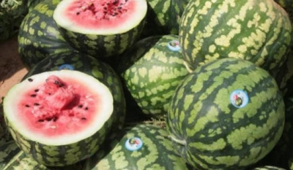 Продукция на бахчевых развалах и ярмарках выходного дня безопасна для здоровья