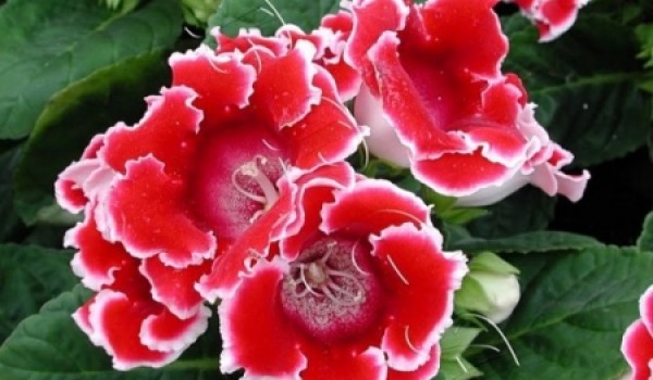 Пилотный проект по созданию фитозон будет реализован в 400 учреждениях СВАО