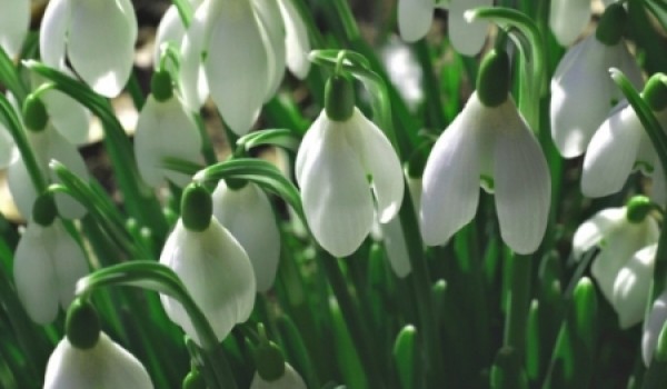 В столице началась операция «Первоцвет»