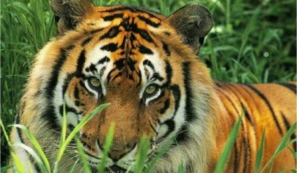 Москвичи в скором времени должны будут получать разрешение на содержание диких животных