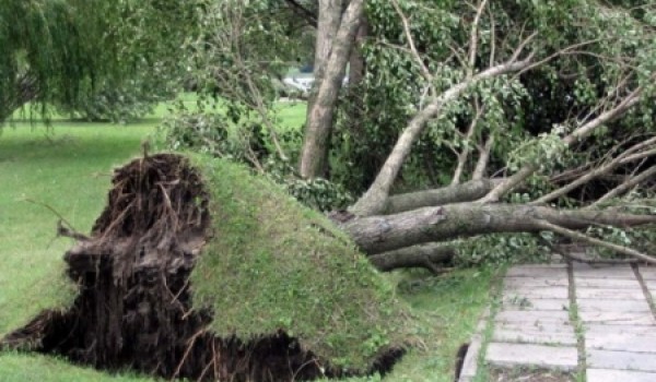 В выходные дни из-за сильного ветра в Москве было повалено 92 дерева