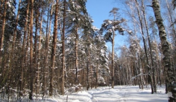 Москва передала области 35 тыс. га леса