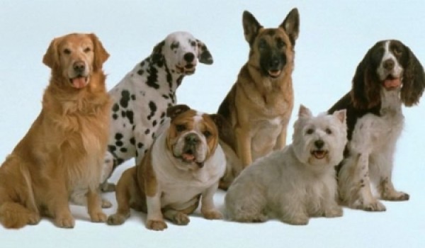 В 2012 году неотложная ветпомощь 850 раз выезжала к домашним питомцам