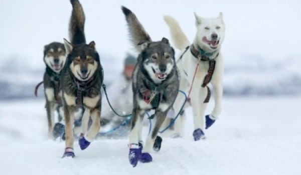 С 24 января парк «Кузьминки-Люблино» будут патрулировать на собаках