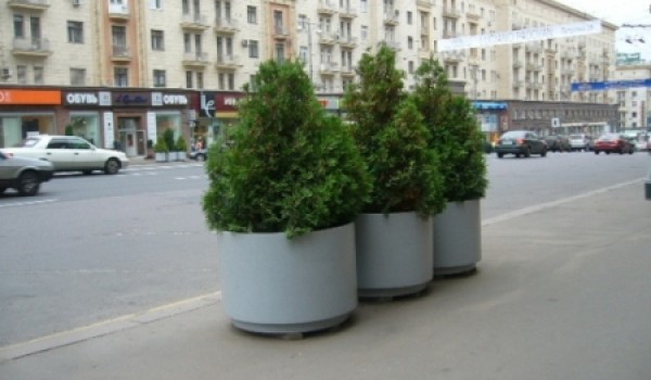 Городские власти решили поставить между Пушкинской и Манежной площадями деревья и кустарники в контейнерах