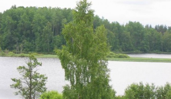 В 20 московских прудах для биологической очистки запустят рыбу - белых амуров