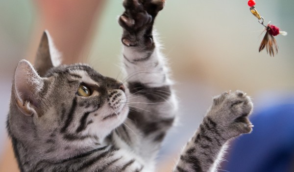 В 2014 году московская ветеринарная служба привила от бешенства 360 тыс. кошек и собак