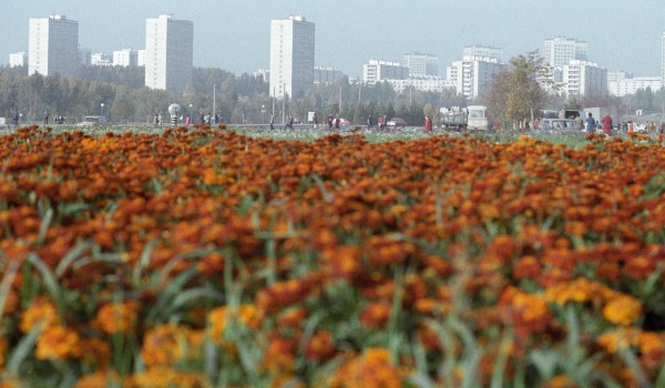 В 2014 году продолжится благоустройство порядка 60 действующих парковых территорий в столице