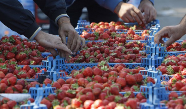 Подмосковную клубнику будут продавать в столице в 65 торговых точках 