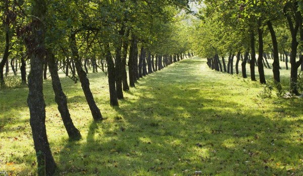 Площадь Парка Горького увеличилась на 250 гектаров