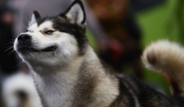 В московских дворах появятся уборщики за собаками