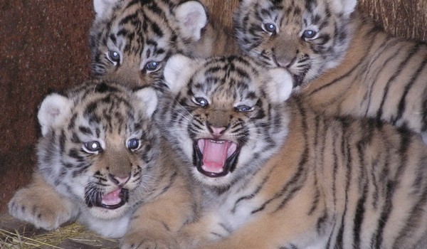 Московский зоопарк вместе с метрополитеном откроют фотовыставку