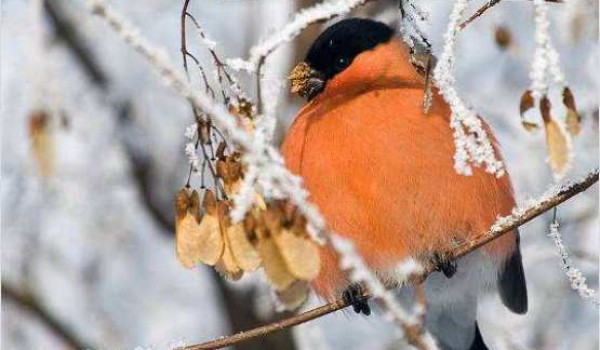 В Москве стартовала ежегодная экологическая акция «Покормите птиц зимой!» 
