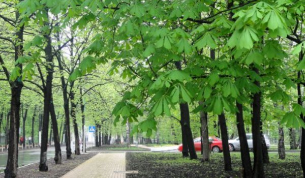 Лучевые просеки в столичном парке «Сокольники» могут переименовать