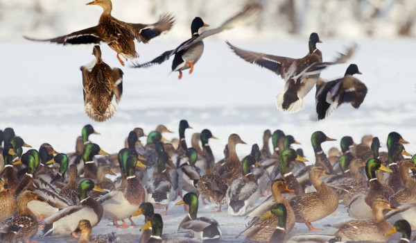 Около 9 тыс. водоплавающих птиц остались зимовать на водоемах столицы