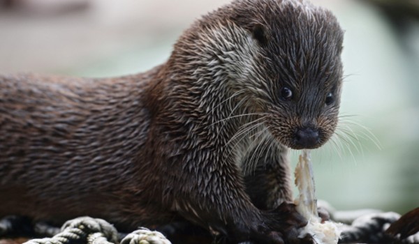 В Московском зоопарке завершены работы по расширению вольера для выдр