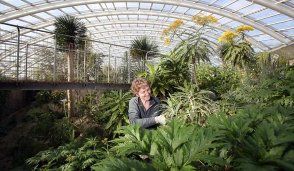 В теплицах ВДНХ размещены растения, пострадавшие от пожара в библиотеке ИНИОН