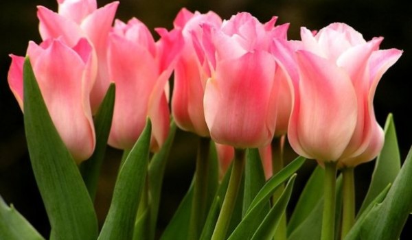 К 8 марта в столицу завезли 50 миллионов свежесрезанных цветов