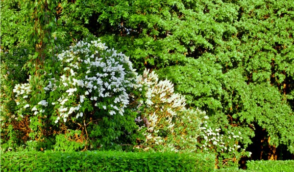 В «Сиреневом народном парке» высадят 220 кустов «Сирени Победы»