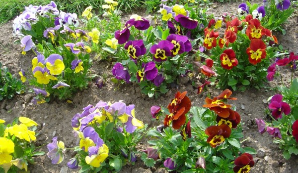 Мосзеленхоз начал посадку виол в скверах и цветниках столицы