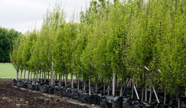 В 2015 году в городе будет высажено 6,6 тыс. деревьев и кустарников по программе «Лунка в лунку»