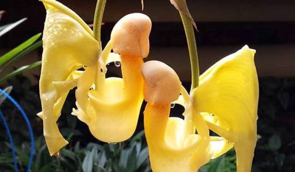 В «Аптекарском огороде» зацвел новый вид орхидеи с алкогольным нектаром 