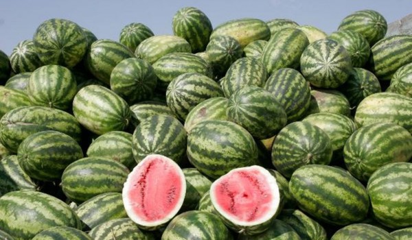 С 3 августа в столице начнут работу около 240 основных точек по продаже бахчевых