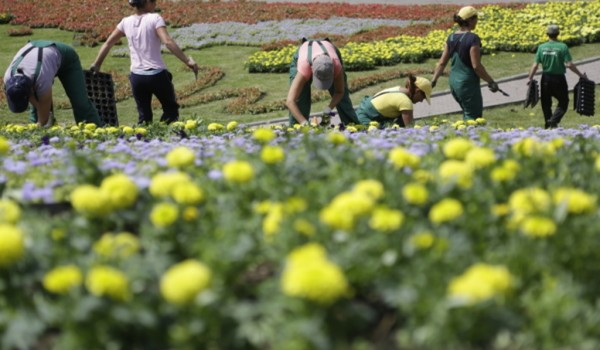 Почти миллион цветов используют для оформления Москвы ко Дню города