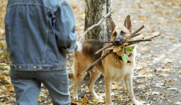 В скверах Москвы установят урны с пакетами для уборки за собаками