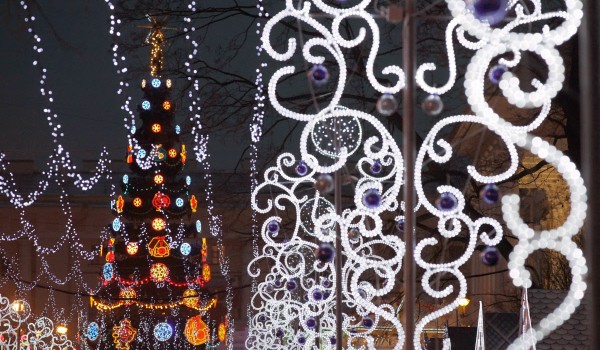 Главную новогоднюю елку страны привезут на Соборную площадь Кремля из Истринского района 
