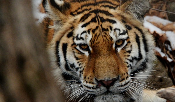 Власти Москвы планируют ужесточить правила обращения с хищными экзотическими животными