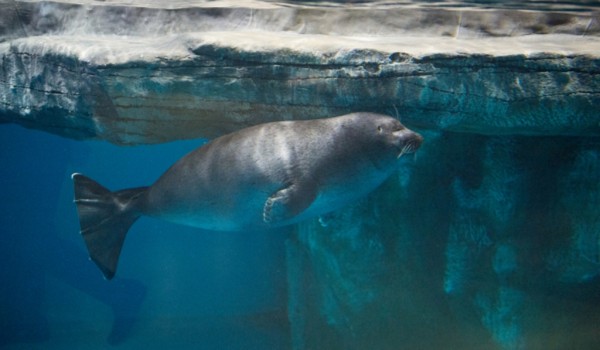 Три краснокнижных балтийских тюленя появились в Московском зоопарке