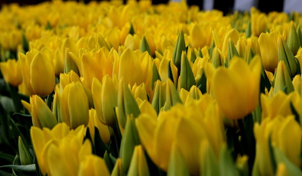 В цветочном оформлении города в 2016 году будут задействованы тюльпаны, розы и виолы