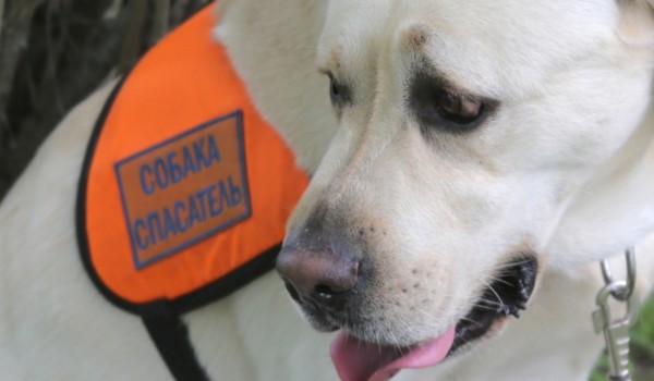 Собаки-спасатели в оранжевых жилетах появятся в московских зонах отдыха