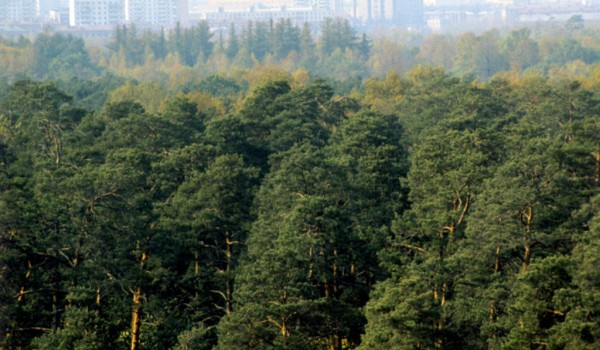 Московские власти поддержали принятие закона о создании «зеленых поясов» вокруг городов