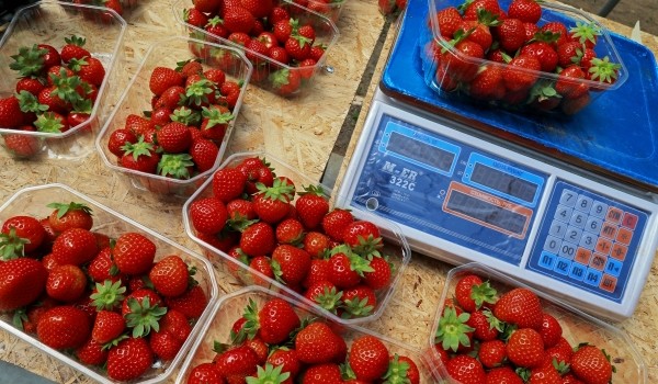 Розничная стоимость подмосковной клубники составляет 330-350 рублей за 1 кг