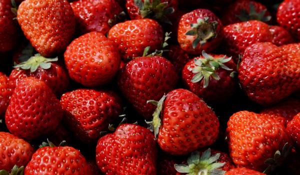 В Подмосковье каждый день собирают до 50 т клубники