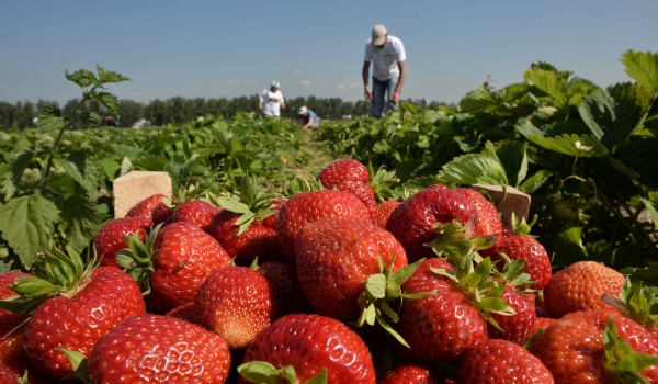 Около 500 тонн клубники и земляники было продано в столице с начала работы ягодных ярмарок