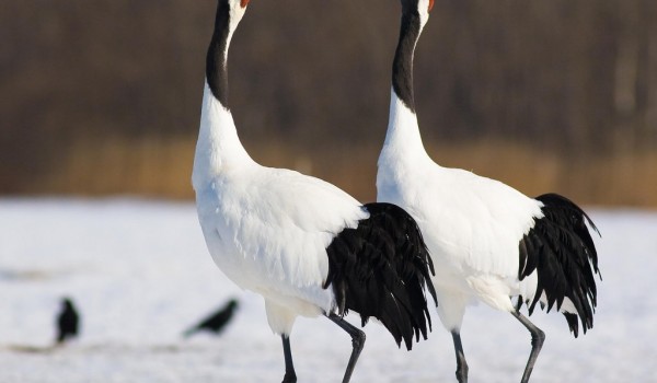 Дарвиновский музей  приглашает на выставку  «Летят журавли»  
