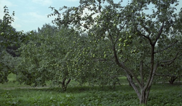 У  ТПУ «Парк Победы» разобьют яблоневый сад