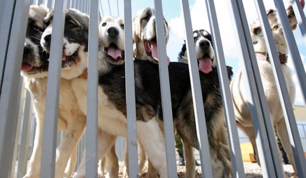 Центр кинологической службы на 70 собак построили в городке ОМОН в Строгино