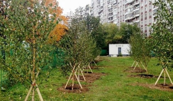 Более 20 тыс. деревьев высадят в городе этой осенью