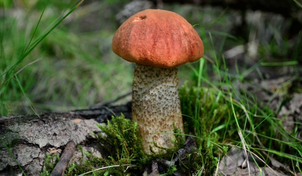 В Ботаническом саду МГУ "Аптекарский огород" пройдут мастер-классы для взрослых и детей "Открытки с грибами"