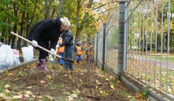 Высадка деревьев по программе «Моя улица» стартует в конце октября - начале ноября