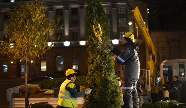 Более 870 деревьев высадят до конца осени на Садовом кольце, Тверской и Новом Арбате