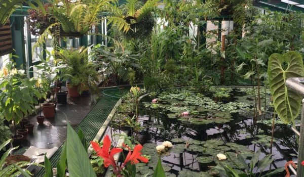 Викторная оранжерея с тропическими кувшинками откроется 19 ноября в "Аптекарском огороде"