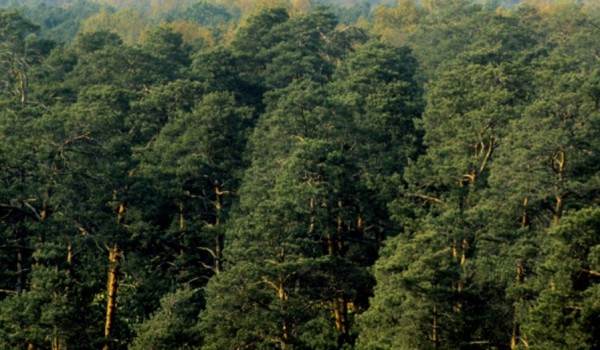 Лесополоса из хвойных деревьев появится на территории парка «Зарядье» к зиме