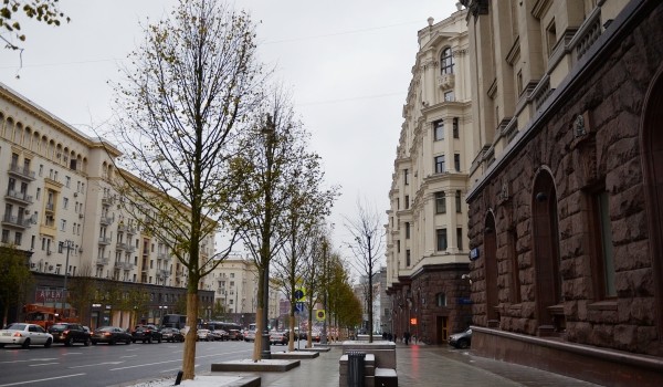 В 2017 году программа озеленения улиц, дворов и парков Москвы будет продолжена